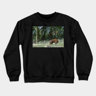 Agouti Crewneck Sweatshirt